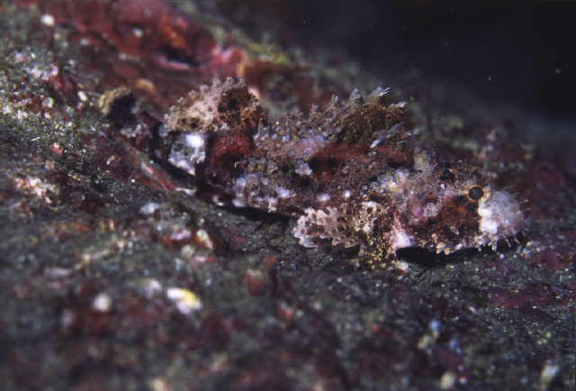 Scorpaenopsis cirrhosa